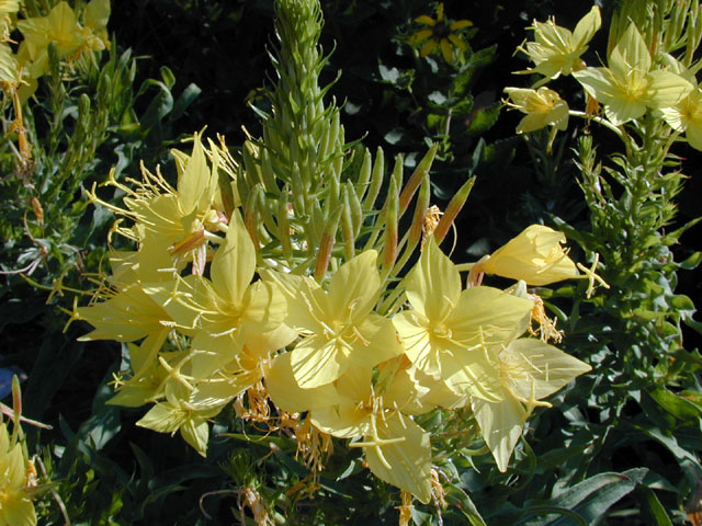 Oenothera rhombipetala (Fourpoint evening-primrose) #13544
