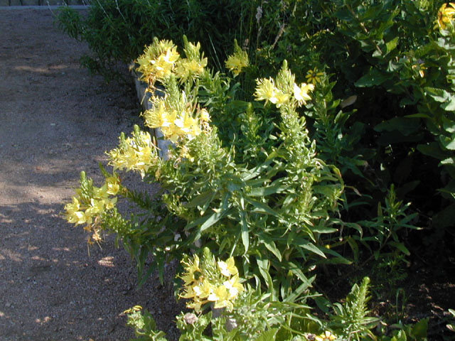 Oenothera rhombipetala (Fourpoint evening-primrose) #13546