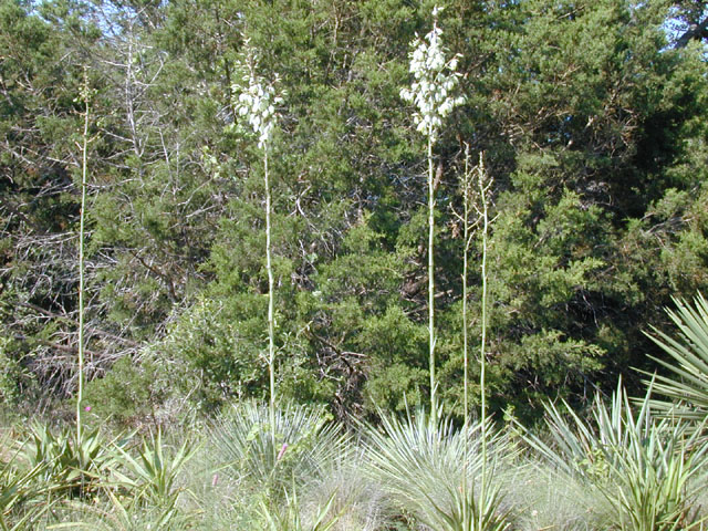 Yucca constricta (Buckley yucca) #13547
