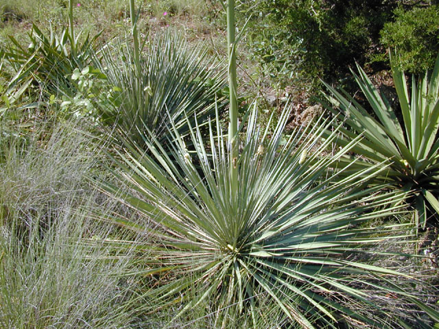 Yucca constricta (Buckley yucca) #13550