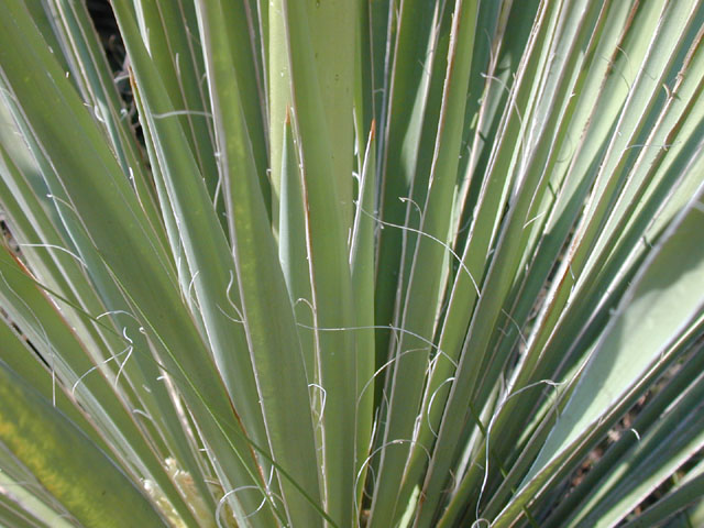 Yucca constricta (Buckley yucca) #13551