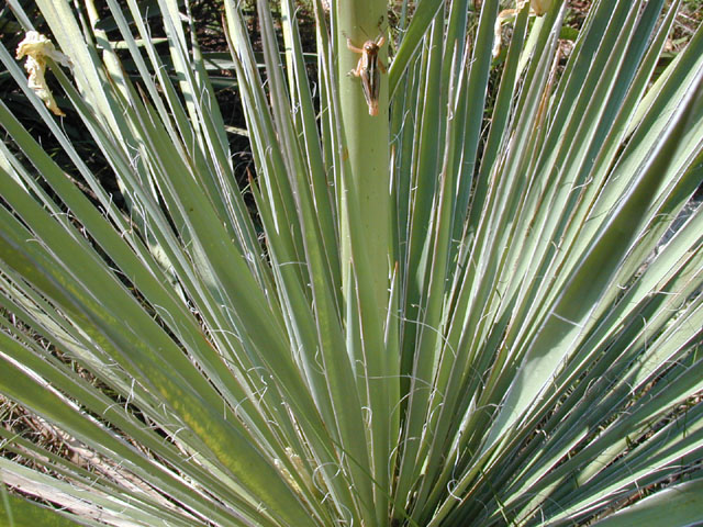Yucca constricta (Buckley yucca) #13552