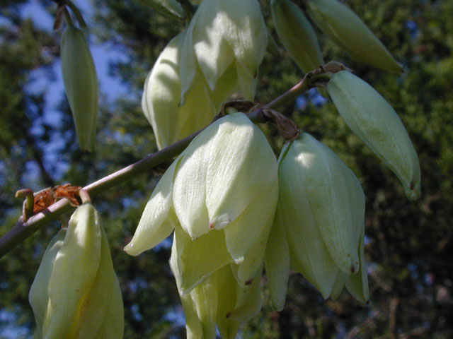 Yucca constricta (Buckley yucca) #13554