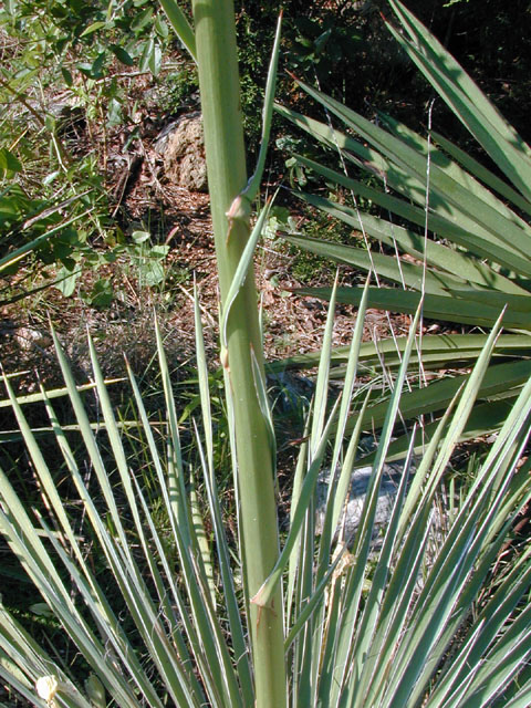 Yucca constricta (Buckley yucca) #13557