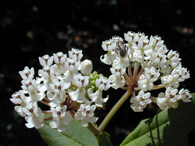 Asclepias texana (Texas milkweed) #13567