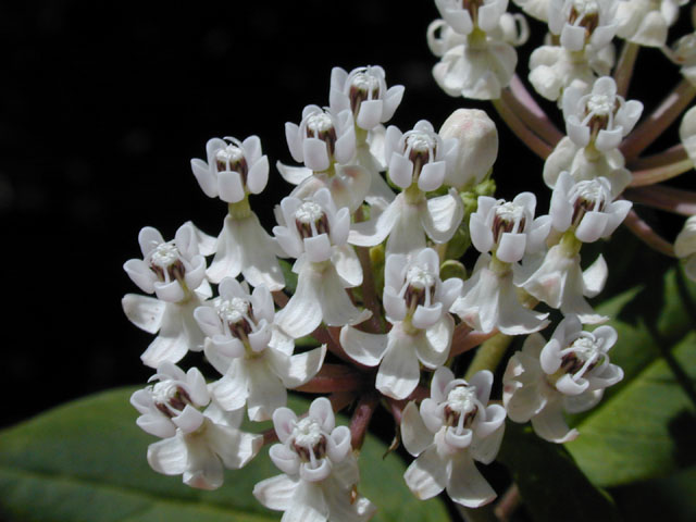 Asclepias texana (Texas milkweed) #13568