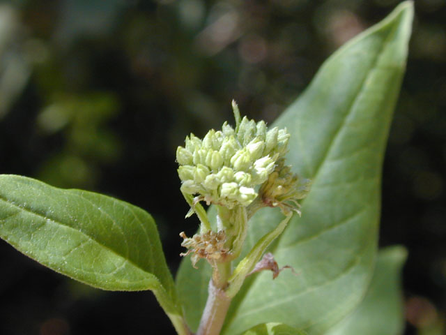 Asclepias texana (Texas milkweed) #13569