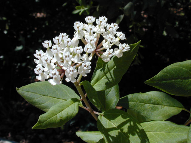 Asclepias texana (Texas milkweed) #13570