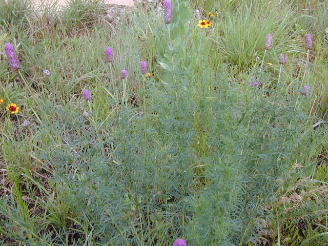 Dalea compacta var. pubescens (Compact prairie clover) #13587