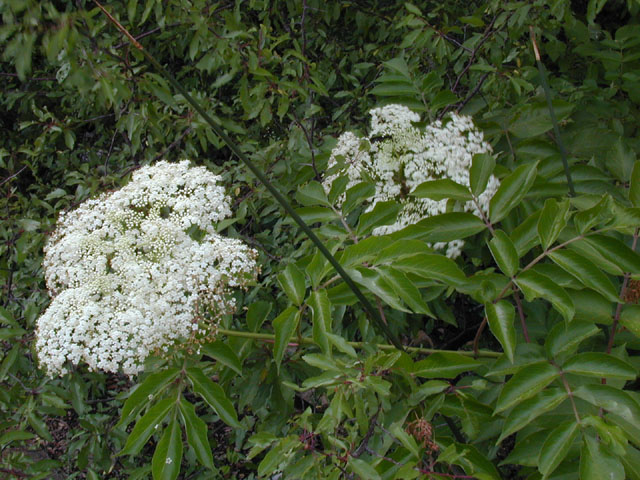 Sambucus nigra ssp. canadensis (Common elderberry) #13594