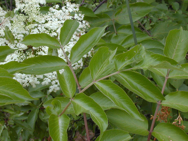 Sambucus nigra ssp. canadensis (Common elderberry) #13595
