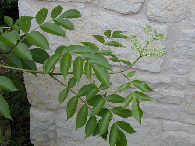 Sambucus nigra ssp. canadensis (Common elderberry) #13596