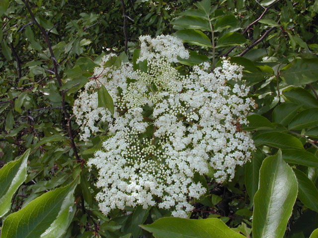Sambucus nigra ssp. canadensis (Common elderberry) #13599