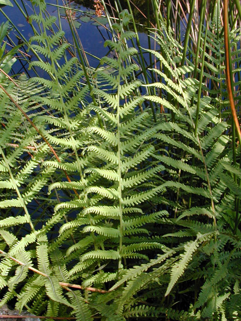 Thelypteris kunthii (Wood fern) #13611