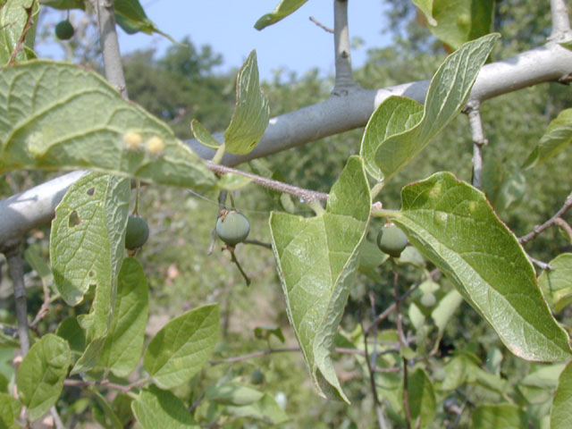 Celtis laevigata var. reticulata (Netleaf hackberry) #13613