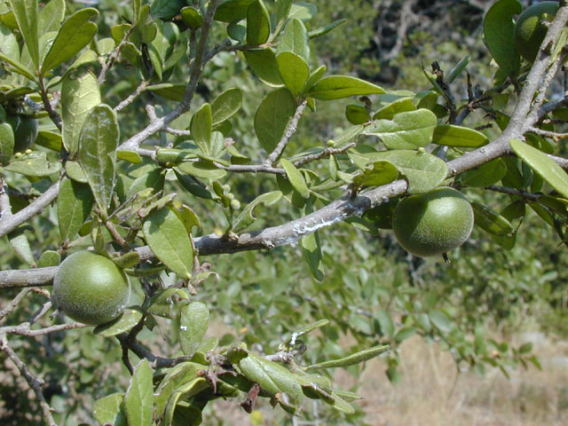Diospyros texana (Texas persimmon) #13614