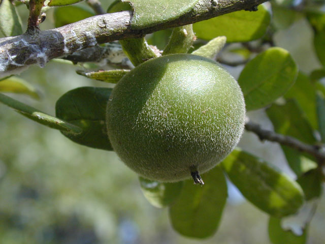 Diospyros texana (Texas persimmon) #13615