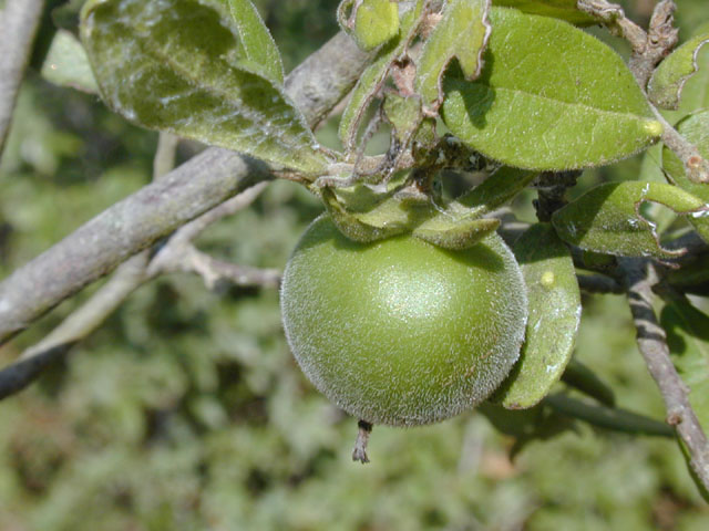 Diospyros texana (Texas persimmon) #13616