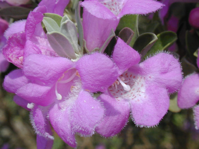Leucophyllum frutescens (Cenizo) #13621