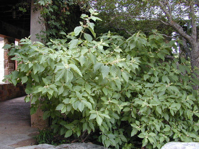 Callicarpa americana (American beautyberry ) #13627
