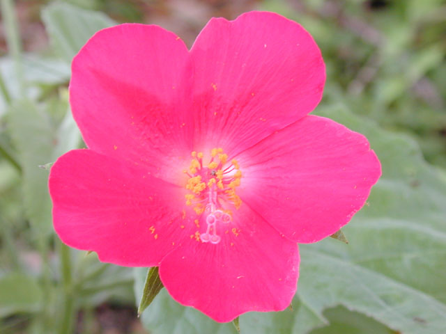 Hibiscus martianus (Heartleaf rosemallow) #13633