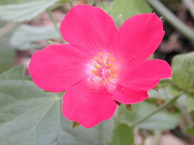 Hibiscus martianus (Heartleaf rosemallow) #13634
