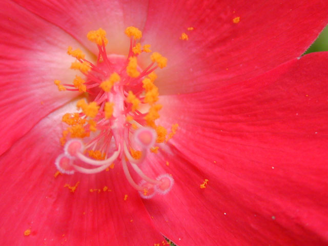 Hibiscus martianus (Heartleaf rosemallow) #13637