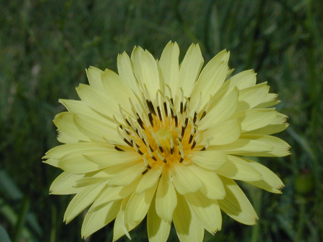 Pyrrhopappus pauciflorus (Smallflower desert-chicory) #13642
