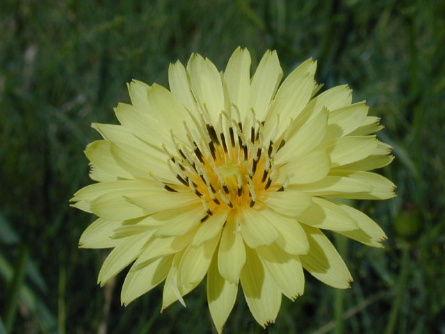Pyrrhopappus pauciflorus (Smallflower desert-chicory) #13643