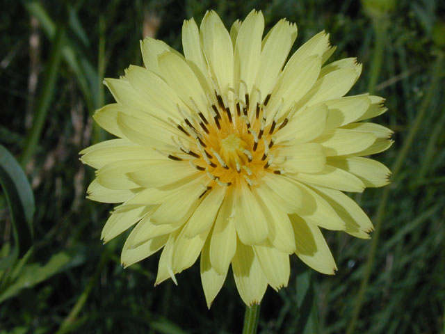 Pyrrhopappus pauciflorus (Smallflower desert-chicory) #13644