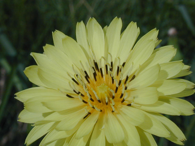 Pyrrhopappus pauciflorus (Smallflower desert-chicory) #13645