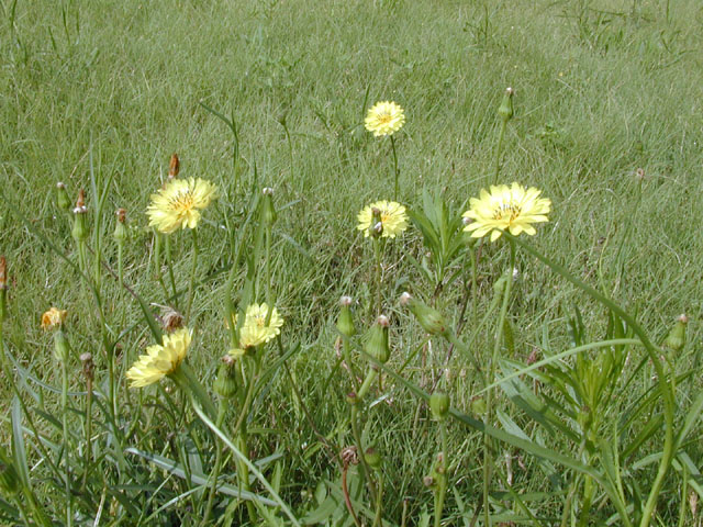 Pyrrhopappus pauciflorus (Smallflower desert-chicory) #13646