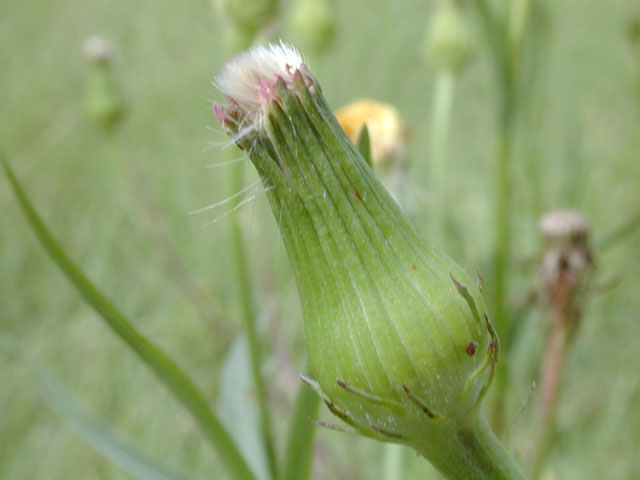 Pyrrhopappus pauciflorus (Smallflower desert-chicory) #13648