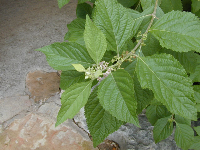 Callicarpa americana (American beautyberry ) #13652