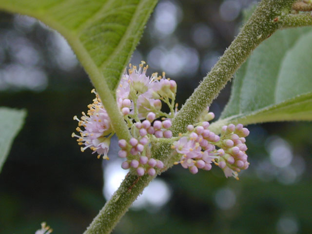 Callicarpa americana (American beautyberry ) #13654
