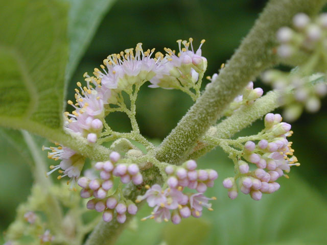 Callicarpa americana (American beautyberry ) #13656