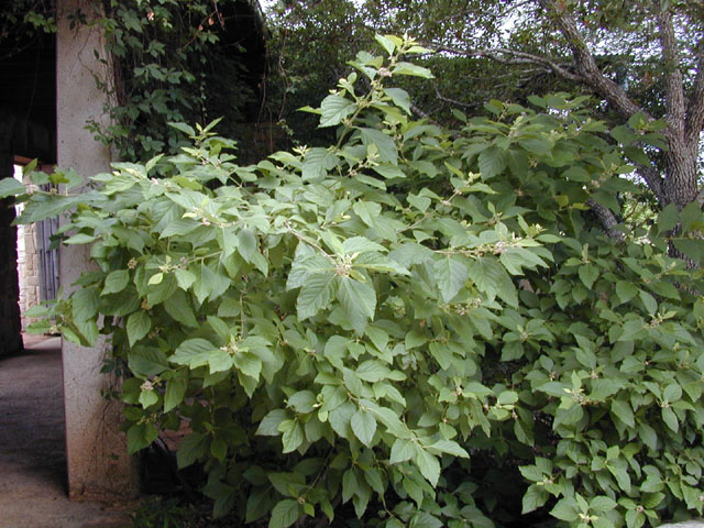 Callicarpa americana (American beautyberry ) #13657