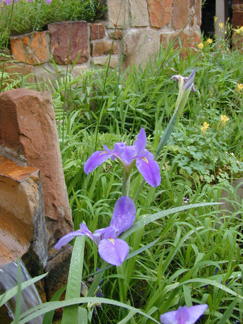 Iris brevicaulis (Zigzag iris) #13671