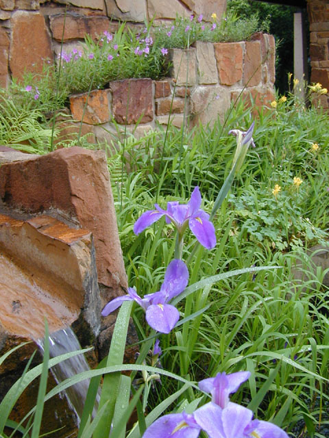 Iris brevicaulis (Zigzag iris) #13672