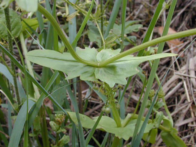 Valerianella radiata (Beaked cornsalad) #13691