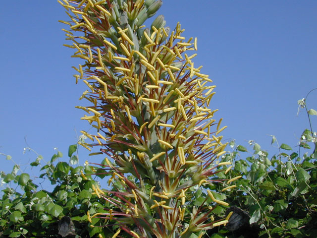 Agave univittata (Thorncrest century plant) #13714