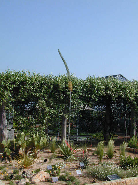 Agave univittata (Thorncrest century plant) #13715