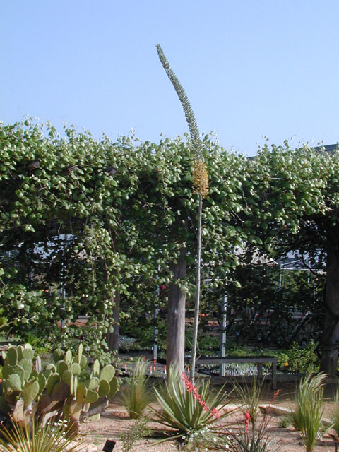 Agave univittata (Thorncrest century plant) #13716
