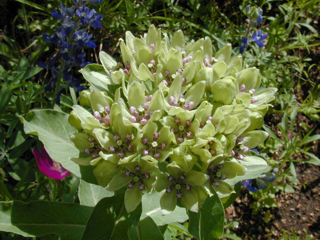 Asclepias viridis (Green milkweed) #13729