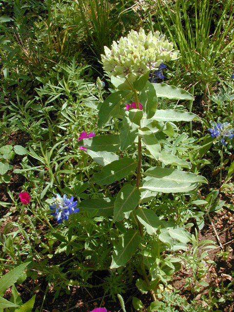 Asclepias viridis (Green milkweed) #13732