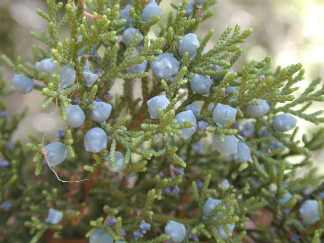 Juniperus ashei (Ashe juniper) #13740