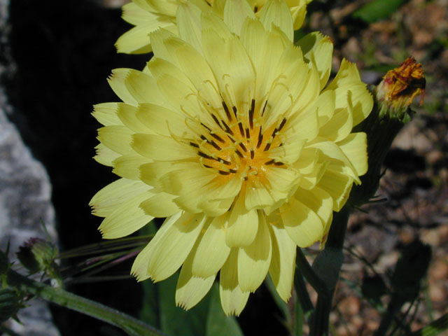 Pyrrhopappus pauciflorus (Smallflower desert-chicory) #13743