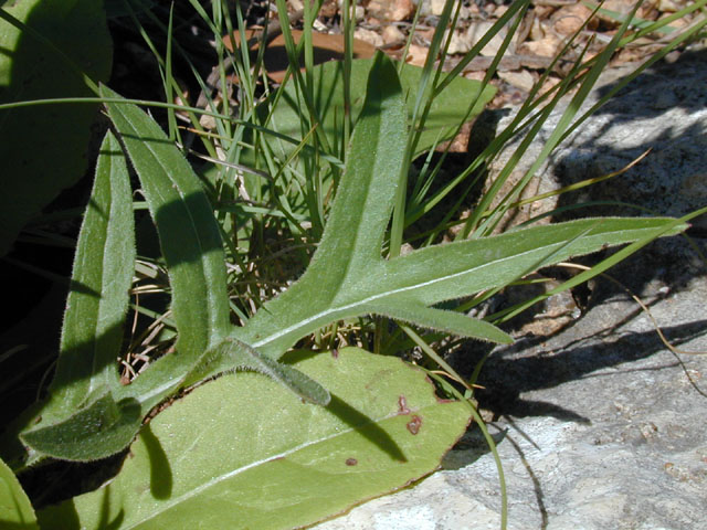 Pyrrhopappus pauciflorus (Smallflower desert-chicory) #13745