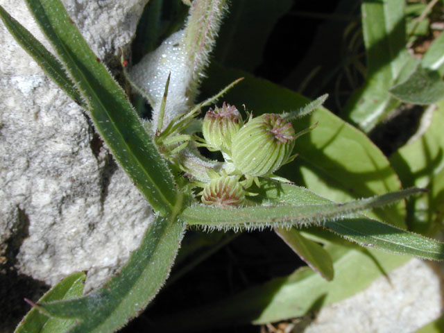 Pyrrhopappus pauciflorus (Smallflower desert-chicory) #13746