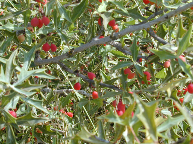 Mahonia trifoliolata (Agarita) #13761